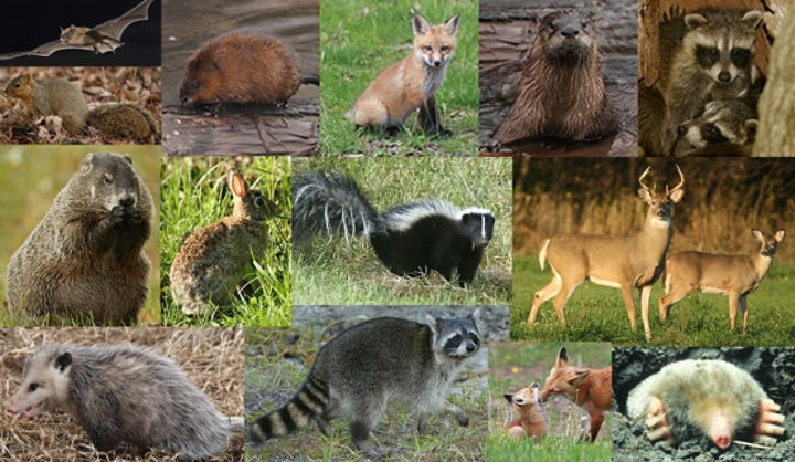 Collage featuring photos of Illinois Mammals, including a bat, squirrel, beaver, fox, river otter, raccoon, groundhog, rabbit, skunk, deer, opossum, and mole.